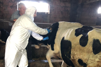 Edirne’de İlkbahar Şap Aşılama Kampanyası Başladı