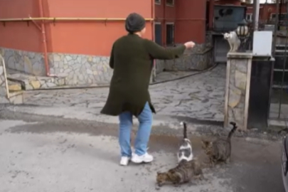 20 Yıldır Sokak Kedilerine Annelik Yapıyor: "Sadece Sevgi İstiyorlar"