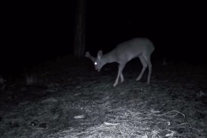 Tekirdağ'da Kurt ve Karacalar Fotokapanla Görüntülendi