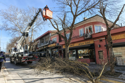 Edirne Belediyesi'nden Kıyık Caddesi'nde Ağaç Budama