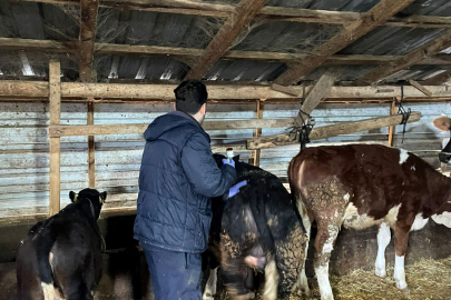 Pehlivanköy’de Büyükbaş Hayvanlara Aşılama ve Kontroller Sürüyor