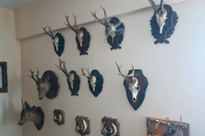 Tekirdağ'da Bir Evde Tahnit ve Trofelerden Oluşan 40 Parça Ele Geçirildi