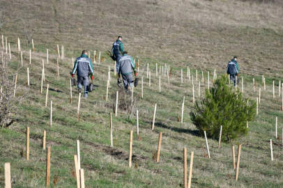 Lüleburgaz’da 3 Yılda 7 Bin 761 Fidan Dikildi