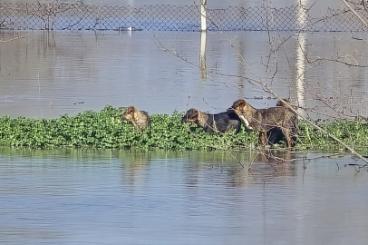 Sarayiçi'ndeki Canlar Kurtarılmayı Bekliyor