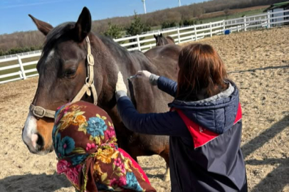 Safkan Atlara Yönelik Aşılama ve Kontroller Sürüyor