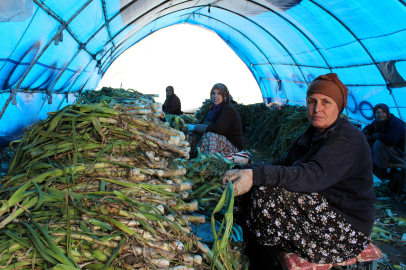 Lüleburgaz’da Pırasa Hasat Kontrolleri Yapıldı