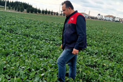 Lüleburgaz’da Kanola ve Buğday Ekim Alanlarında Teknik Kontrol