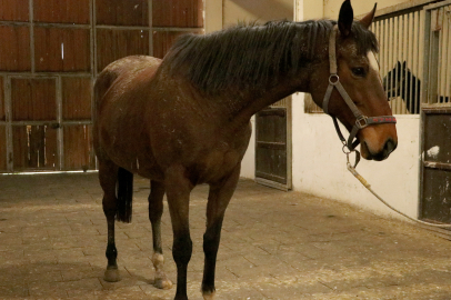 TMSF Safkan İngiliz Kısrağı İle Tayını Satışa Çıkarıyor