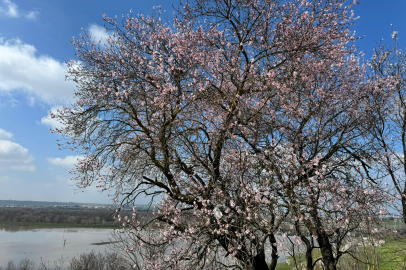 ‎Edirne’de Badem Ağaçları Çiçek Açtı