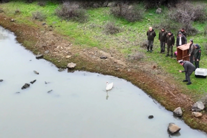 Ankara'da Düşen Kuğu Edirne'de Özgürlüğüne Kavuştu