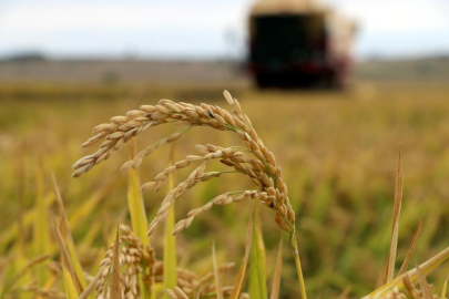 2026 Yılı Çeltik Ekim Müracaatları Başladı