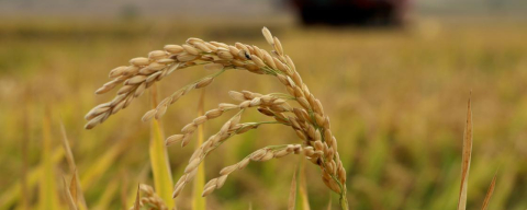 2026 Yılı Çeltik Ekim Müracaatları Başladı