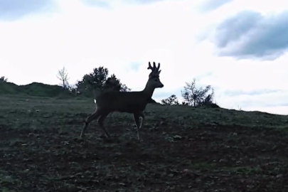 Tekirdağ'da Karacalar Fotokapanla Görüntülendi