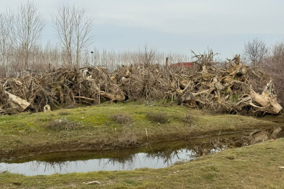 Taşkının İzleri Bosna Köy Yolunda: Devasa Ağaçlar Set Oluşturdu