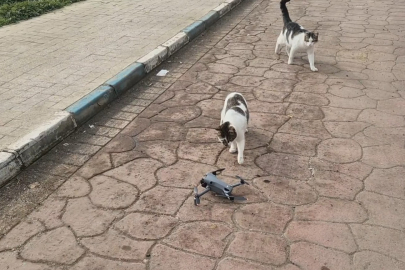 Kediler Dronu Fare Sandı, Ortaya Renkli Görüntüler Çıktı