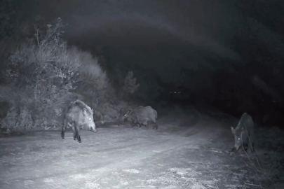 Ganos Dağları'nda Domuz Sürüsünün Kavgası Kameraya Yansıdı