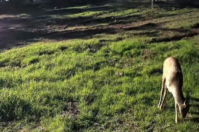 Ganos Dağları'nda Karaca Sürüsü Fotokapana Yansıdı