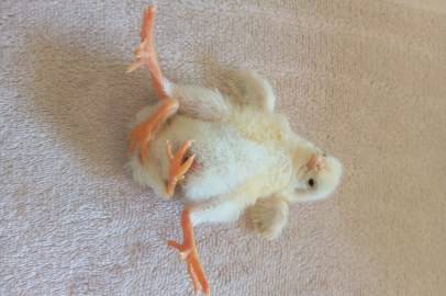 Dört Ayaklı Civciv Şaşırttı