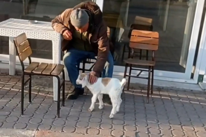 Edirne'de De "Keçi İle Alışveriş" Keyfi