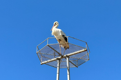 Edirne’nin Bahar Müjdecisi "İsmayıl" Geldi!