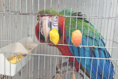 İpsala Sınır Kapısında Kaçak Papağan Girişimi