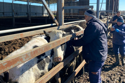Pınarhisar’da Büyükbaş Hayvanlar Şap Hastalığına Karşı Aşılanıyor