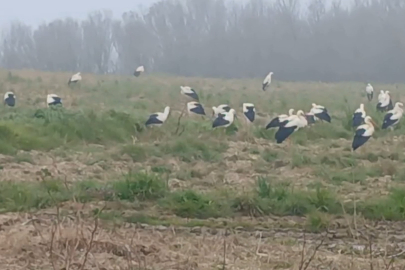 Baharın Müjdecisi Leylekler: Yüzlercesi Aynı Anda Konakladı