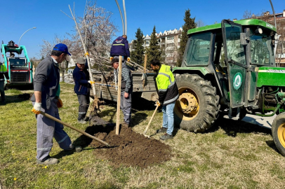 Edirne’de Renkli Akasya Fidanlarıyla Şehir Yeşilleniyor