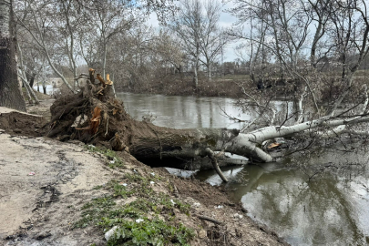 ‎Tunca Nehri Kıyısında Toprak Yarıldı, Devasa Ağaç Devrildi!