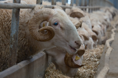 Türkiye'nin En Değerli Koçları Rekor Fiyatlara Satılıyor