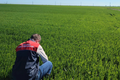 Pınarhisar’da Hububat Alanlarında Kontroller Gerçekleştirildi