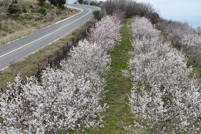 Tekirdağ'da Ganos Etekleri Çiçeklenen Badem Ağaçlarıyla Renklendi