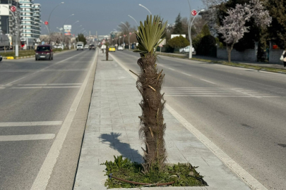 Edirne’de Palmiyeler Kış Uykusundan Uyandı