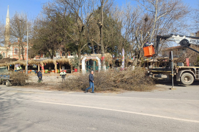 Edirne’de Tartışılan Ağaç Budama Çalışmaları Sürüyor