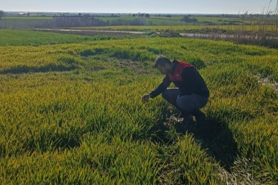 Kırklareli’nde Hububat Tarlalarında Denetim