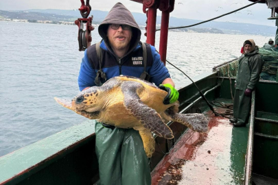 Gelibolu Açıklarında Ağlara Takılan Caretta Caretta Denize Geri Salındı