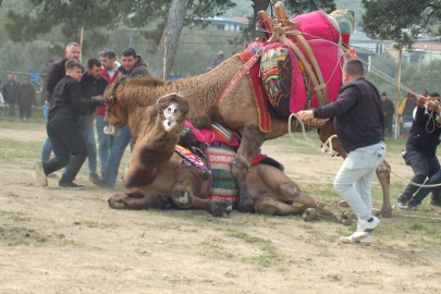 Güreşçi Develer, Bir Yıl Sonra Sahalara Geri Döndü