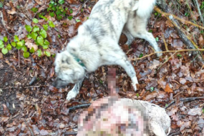 Sürüye Kurt Saldırdı: 18 Koç ve 5 Teke Telef Oldu