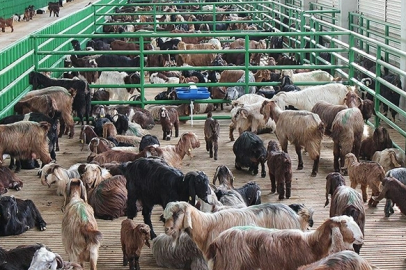 Hayvancılık Desteklemeleri İçin Başvurular Başlıyor