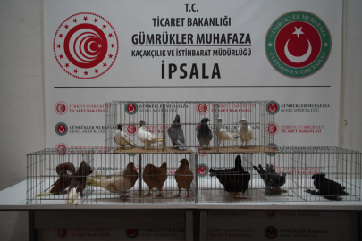 İpsala Sınır Kapısı'nda Minibüste Aralarında Alpakaların da Olduğu Cins Hayvanlar Ele Geçirildi