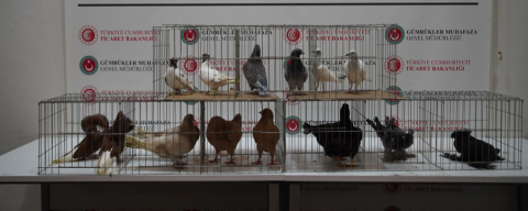 İpsala Sınır Kapısı'nda Minibüste Aralarında Alpakaların da Olduğu Cins Hayvanlar Ele Geçirildi