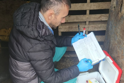 Edirne’de Şap Hastalığına Karşı Sero-Surveyans Çalışmaları Başladı