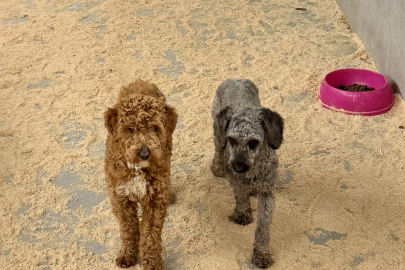 Edirne'de Yasa Dışı Köpek Üretimi Yapan Çiftlik Sahibine 2 Milyon 144 Bin Lira Ceza