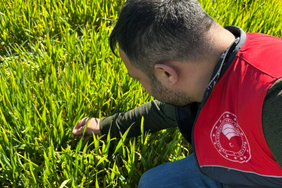 Lüleburgaz’da Hububat Alanlarında Zararlı ve Hastalık Takibi Sürüyor
