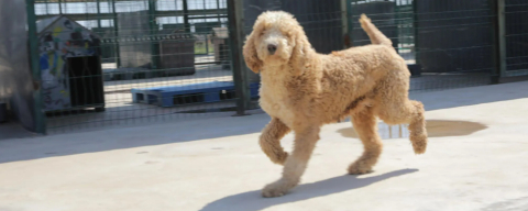 Kurtarılan 88 Köpek Yeni Yuvalarına Kavuştu