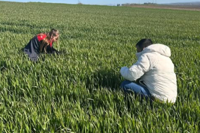 Lüleburgaz’da Hububat Alanlarında Zararlı ve Hastalık Takibi Sürüyor