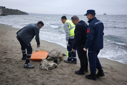 Tekirdağ’da Sahile Vuran Caretta Caretta İncelendi