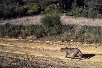 Tekirdağ'da Yaban Kedisi Fotokapana Yansıdı