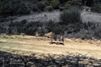 Ganos Dağları’nda Yaban Hayatı Fotokapanlara Yansıdı