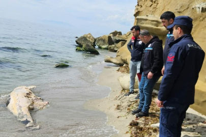 Tekirdağ'da Yunus Ölüsü Bulundu